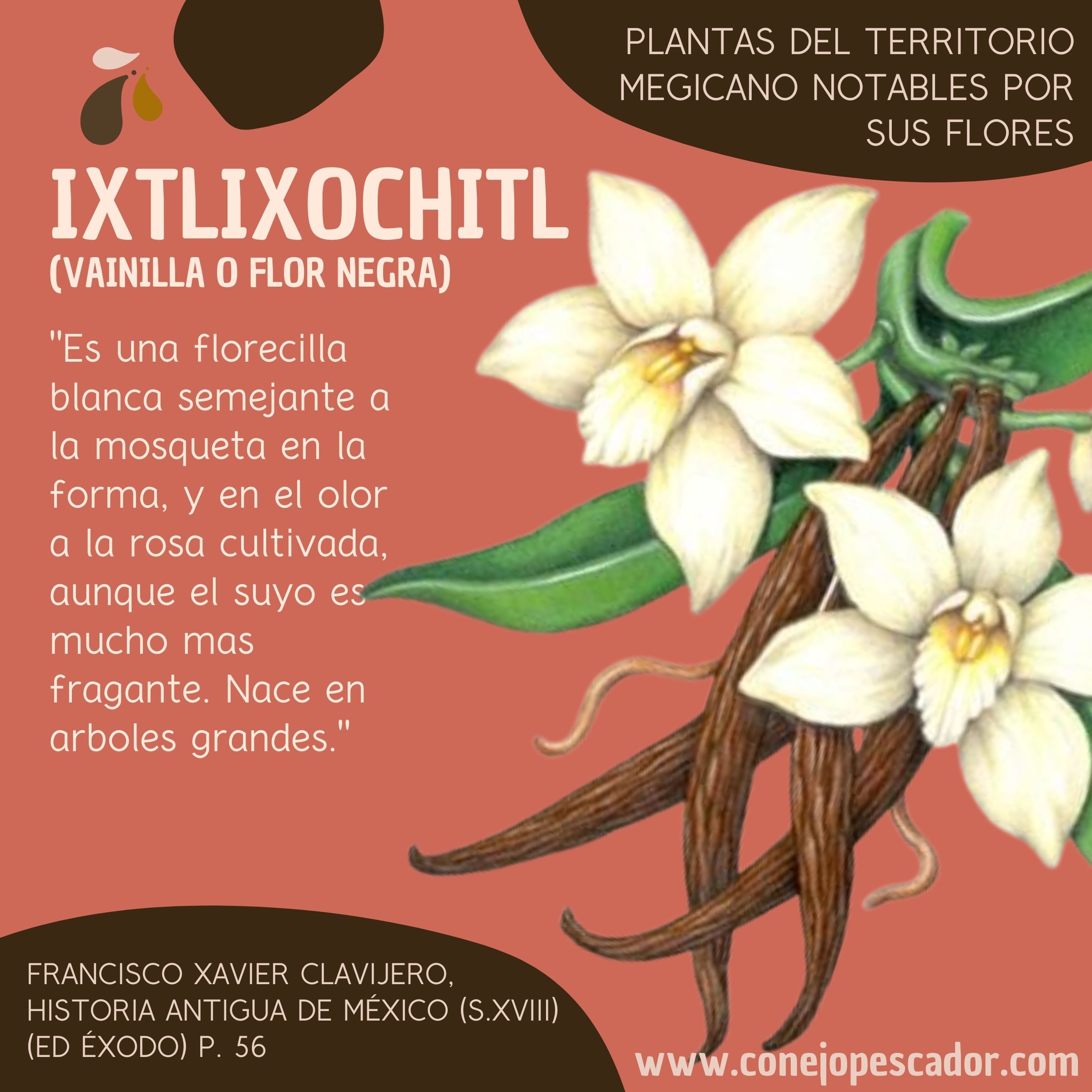 Imagen de una flor de Ixtlixochitl, Vainilla o Flor Negra, acompañada de una cita del libro 'Historia antigua de México' de Francisco Xavier Clavijero. Texto de la cita: 'florecilla blanca semejante a la mosqueta en la forma y en el olor a la rosa cultivada'.