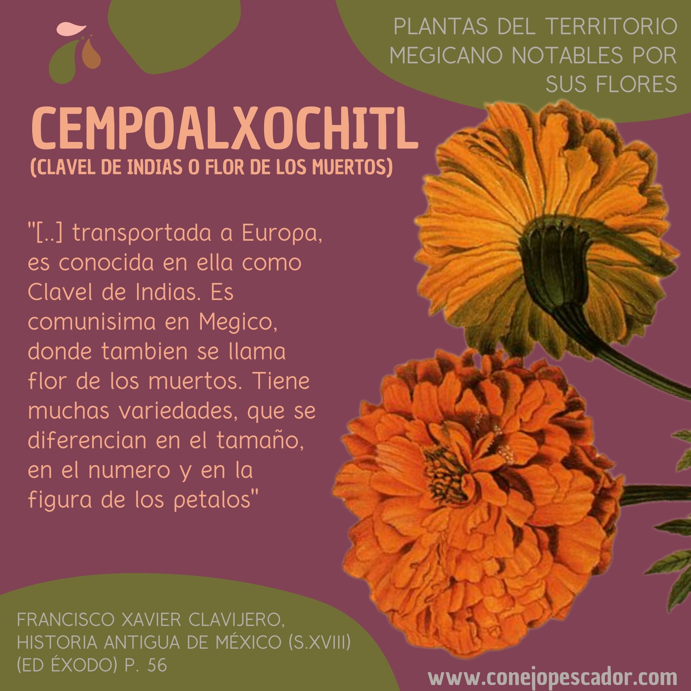 Imagen de una flor de cempoalxochitl, clavel de Indias o Flor de los muertos, acompañada de una cita del libro 'Historia antigua de México' de Francisco Xavier Clavijero. Texto de la cita: 'Es comunisima en Megico, donde tambien se llama flor de los muertos'.