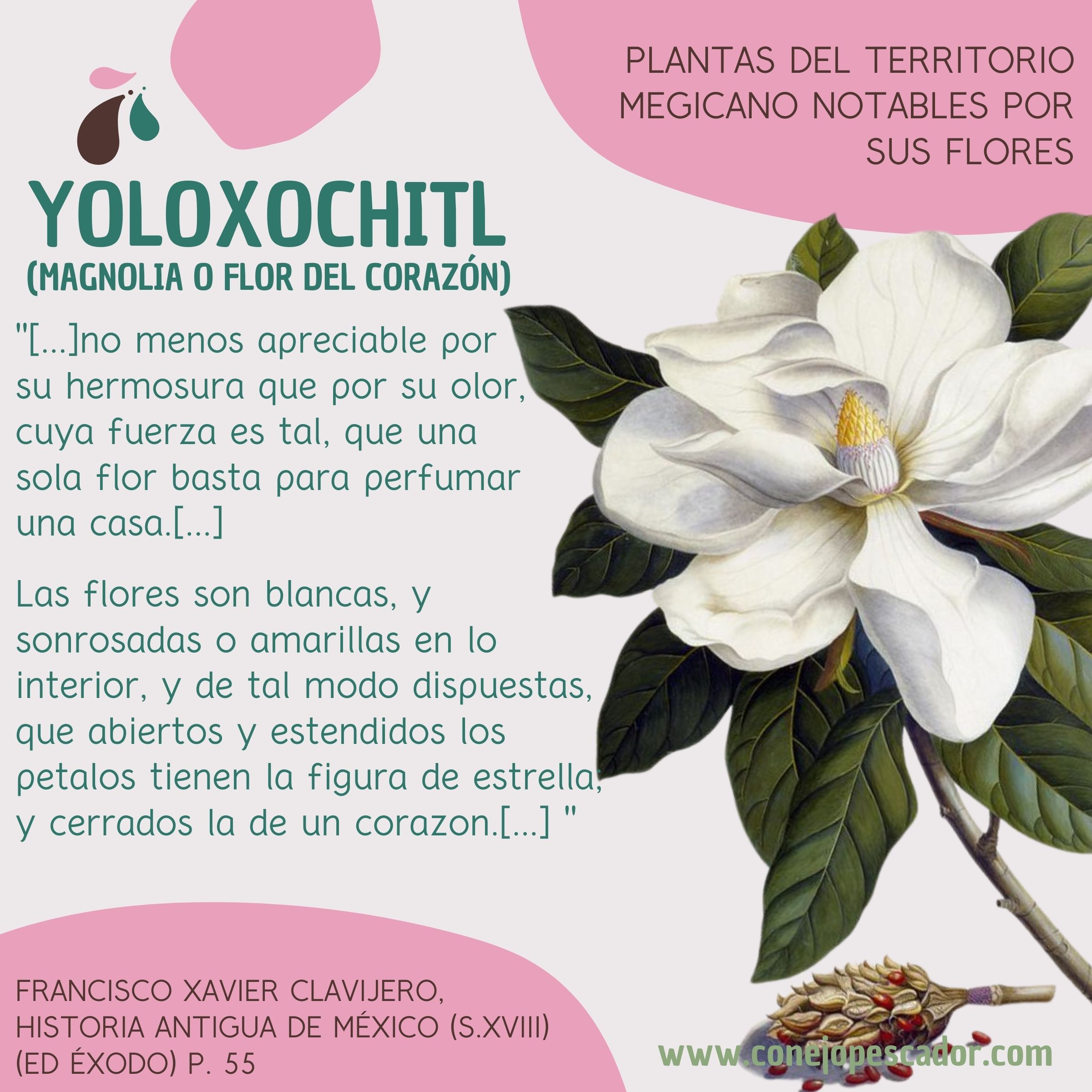 Imagen de una flor de Yoloxochitl, magnolia o flor del corazón, acompañada de una cita del libro 'Historia antigua de México' de Francisco Xavier Clavijero. Texto de la cita: 'una sola flor basta para perfumar una casa'.