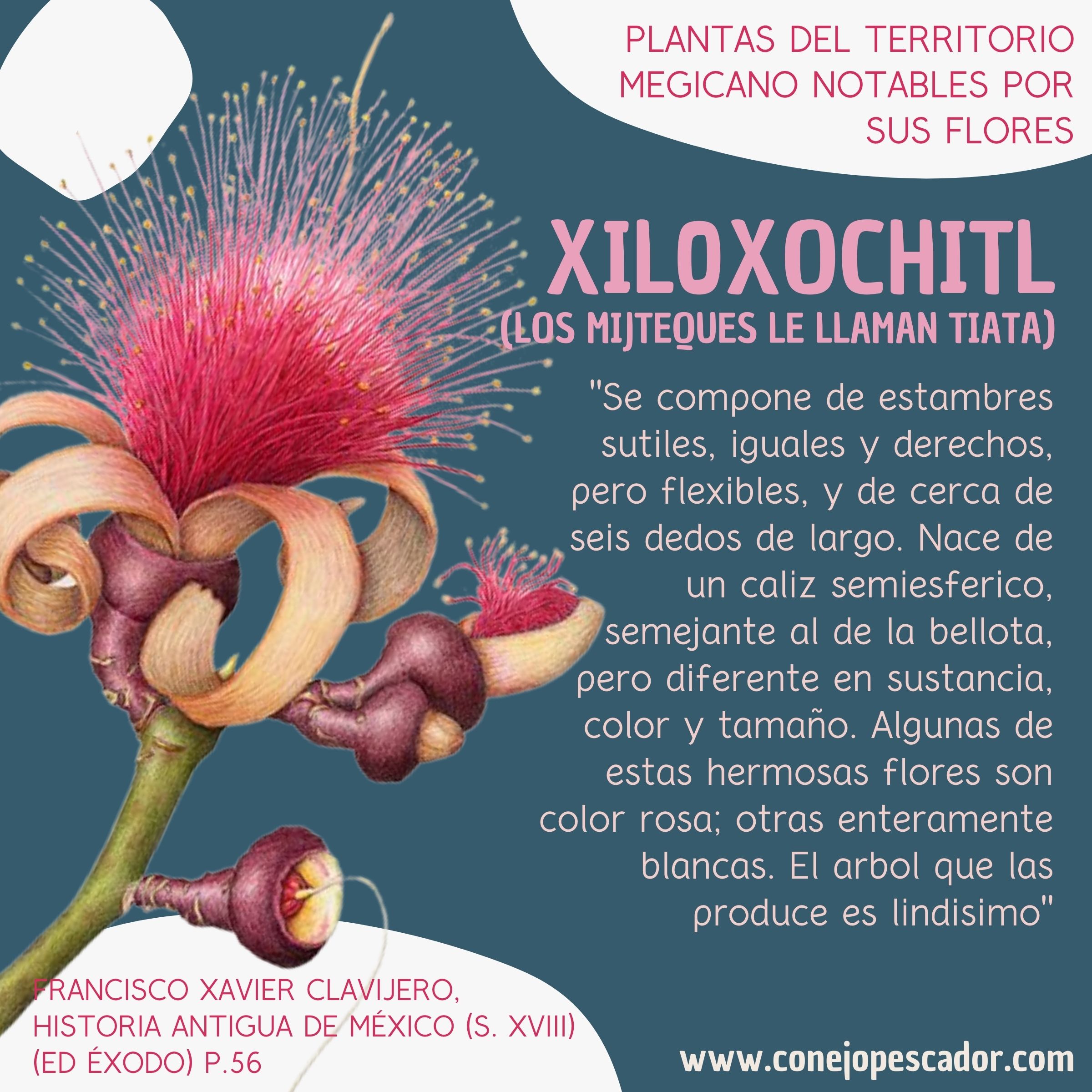 Imagen de una flor de Xiloxochitl, tiata, acompañada de una cita del libro 'Historia antigua de México' de Francisco Xavier Clavijero. Texto de la cita: 'El arbol que las produce es lindisimo'.