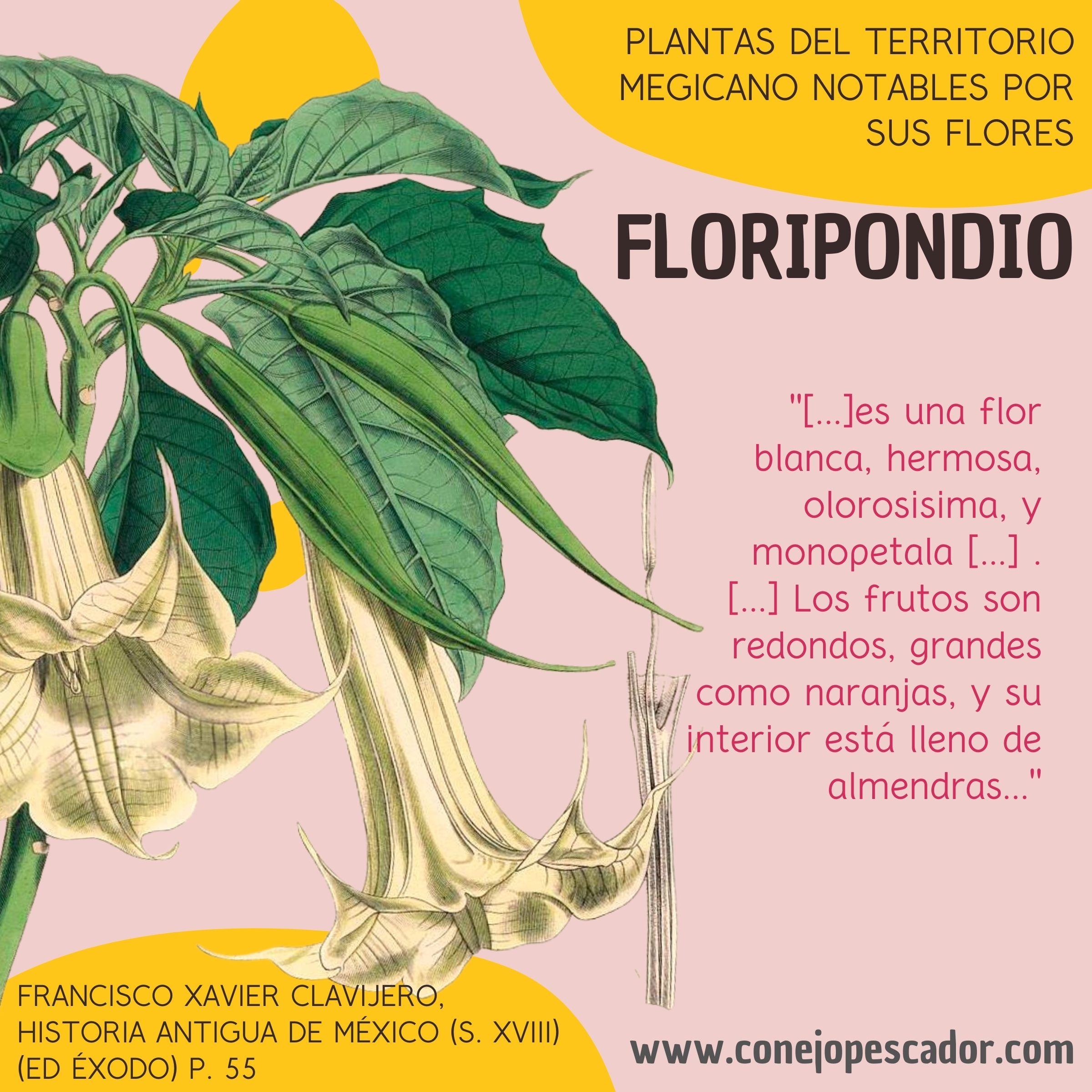 Imagen de una flor de Floripondio, acompañada de una cita del libro 'Historia antigua de México' de Francisco Xavier Clavijero. Texto de la cita: 'blanca, hermosa, olorosisima, y monopetala'.