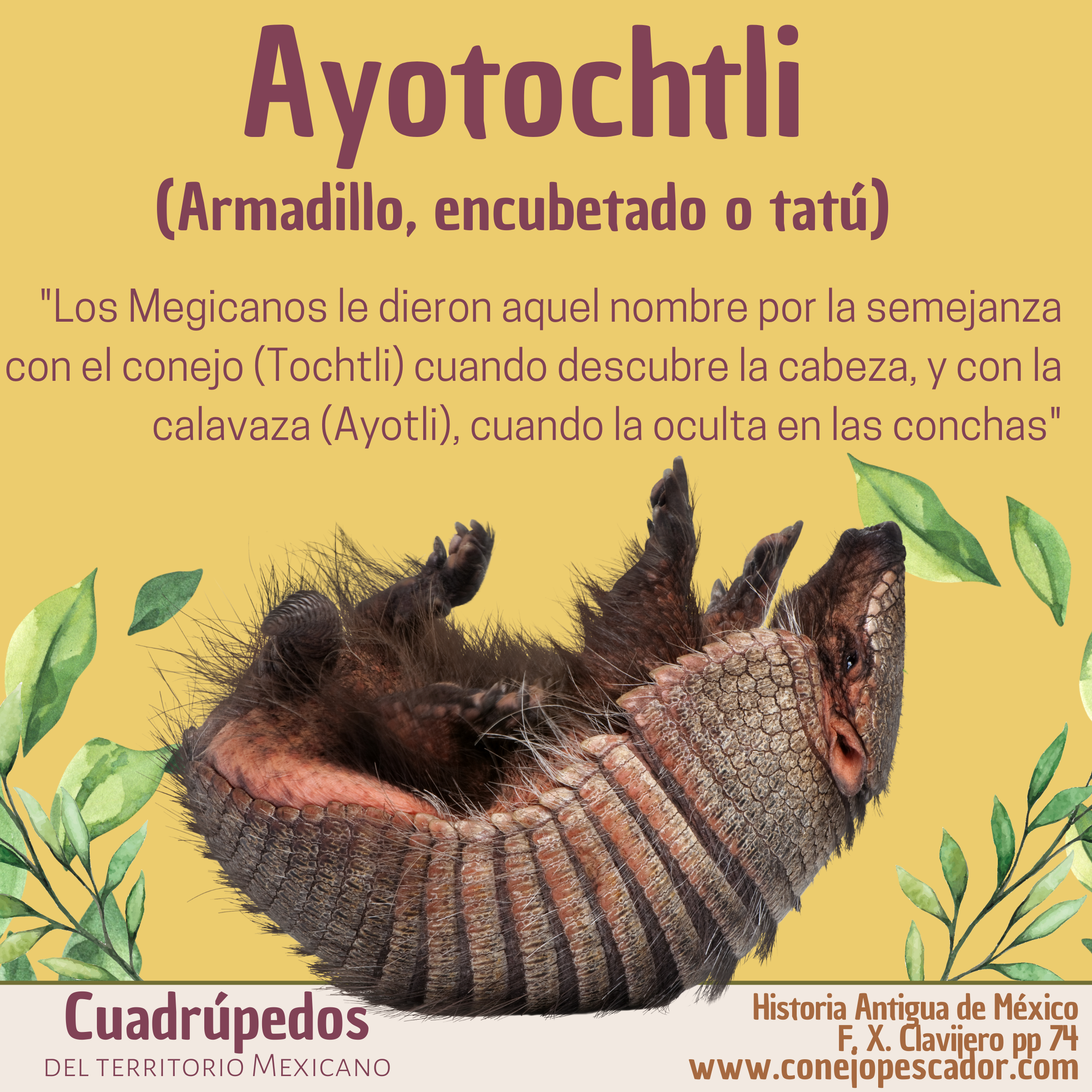 Imagen de un Ayotochtli, armadillo, encubetado o tatú, acompañado de una cita del libro 'Historia antigua de México' de Francisco Xavier Clavijero. Texto de la cita: 'Le dieron aquel nombre por la semejanza con el conejo (Tochtli) y con la calabaza (ayotli)'.