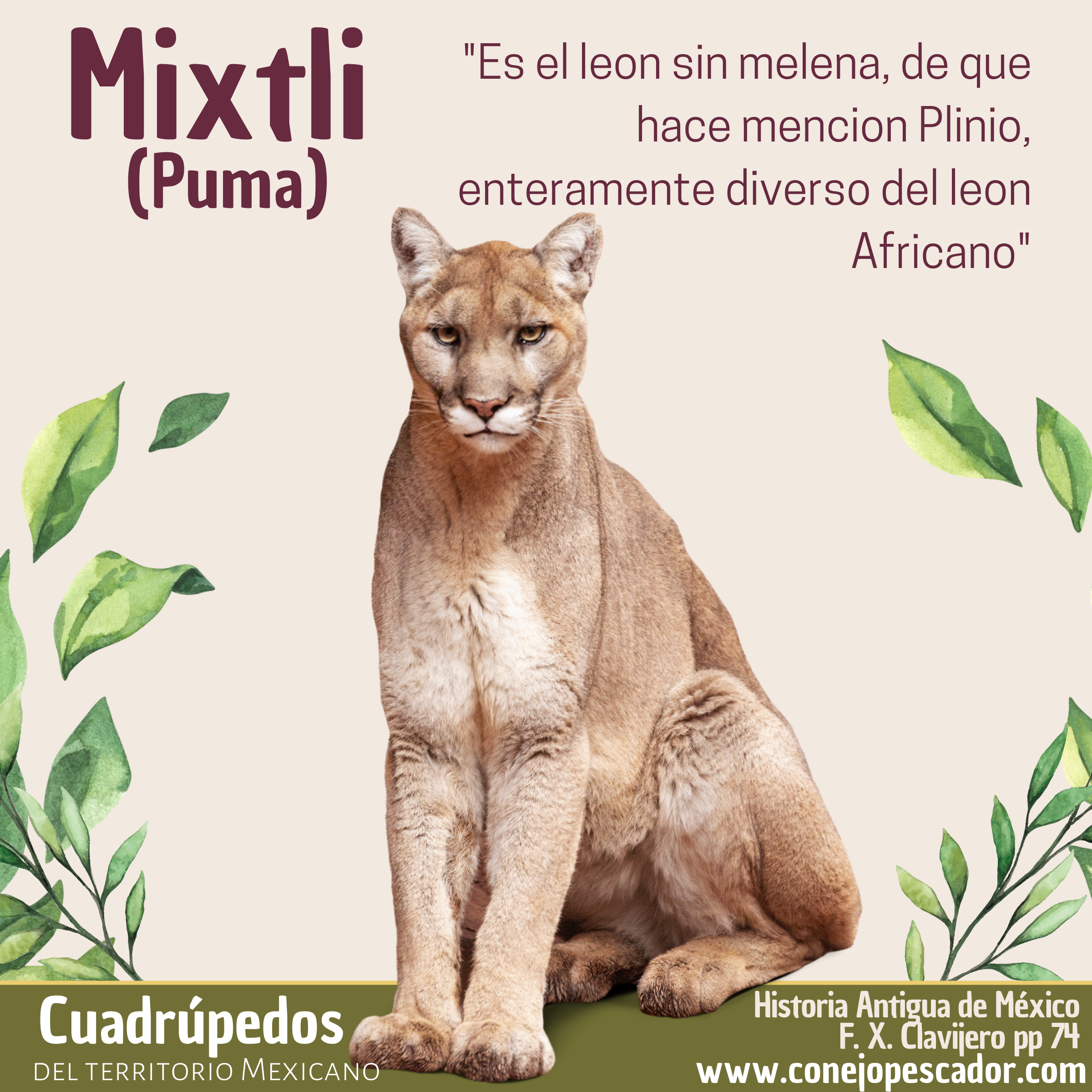 Imagen de un Mixtli o puma, acompañado de una cita del libro 'Historia antigua de México' de Francisco Xavier Clavijero. Texto de la cita: 'Es el leon sin melena de que hace mención Plinio'.