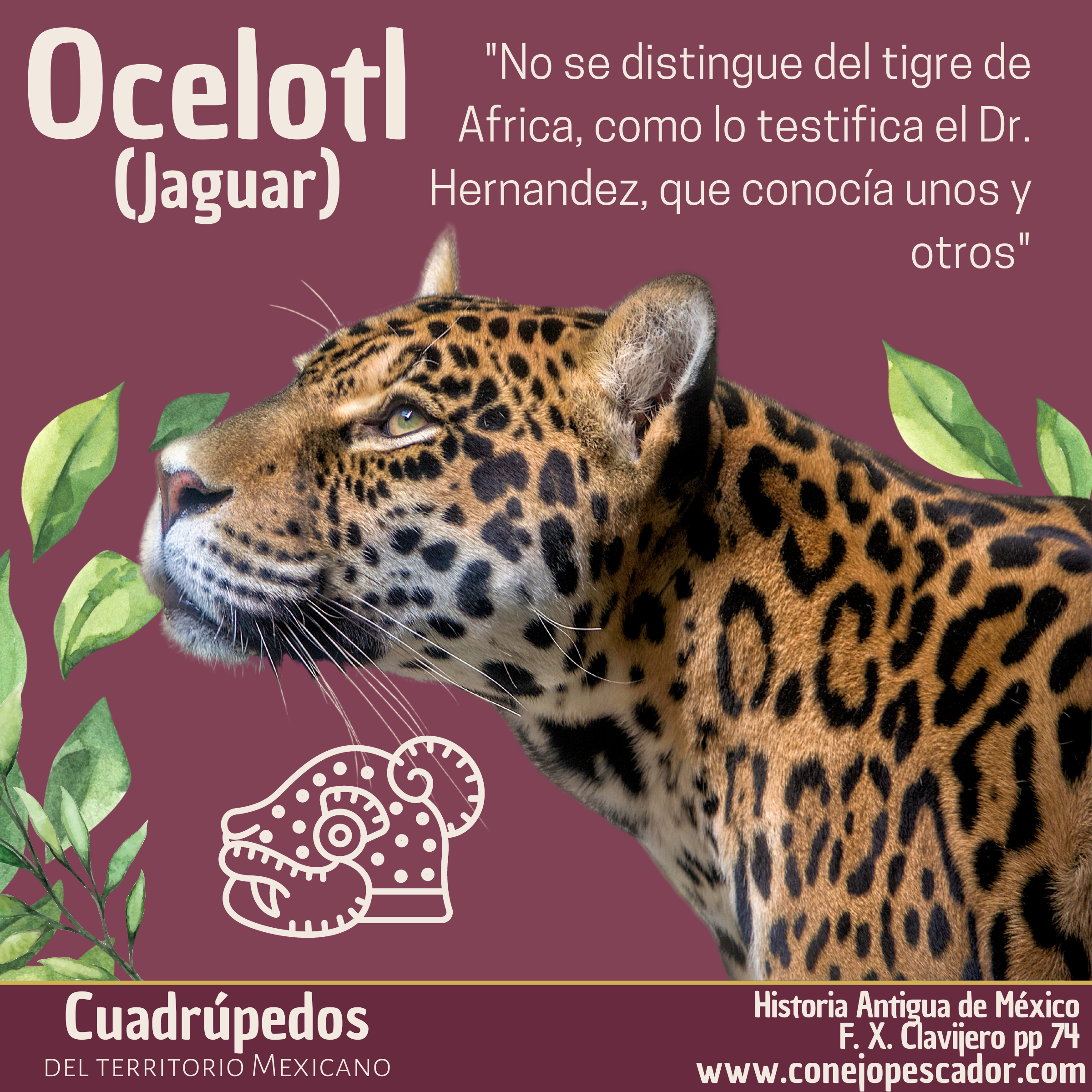 Imagen de un Ocelotl o Jaguar, acompañado de una cita del libro 'Historia antigua de México' de Francisco Xavier Clavijero. Texto de la cita: 'No se distingue del tigre de Africa'.