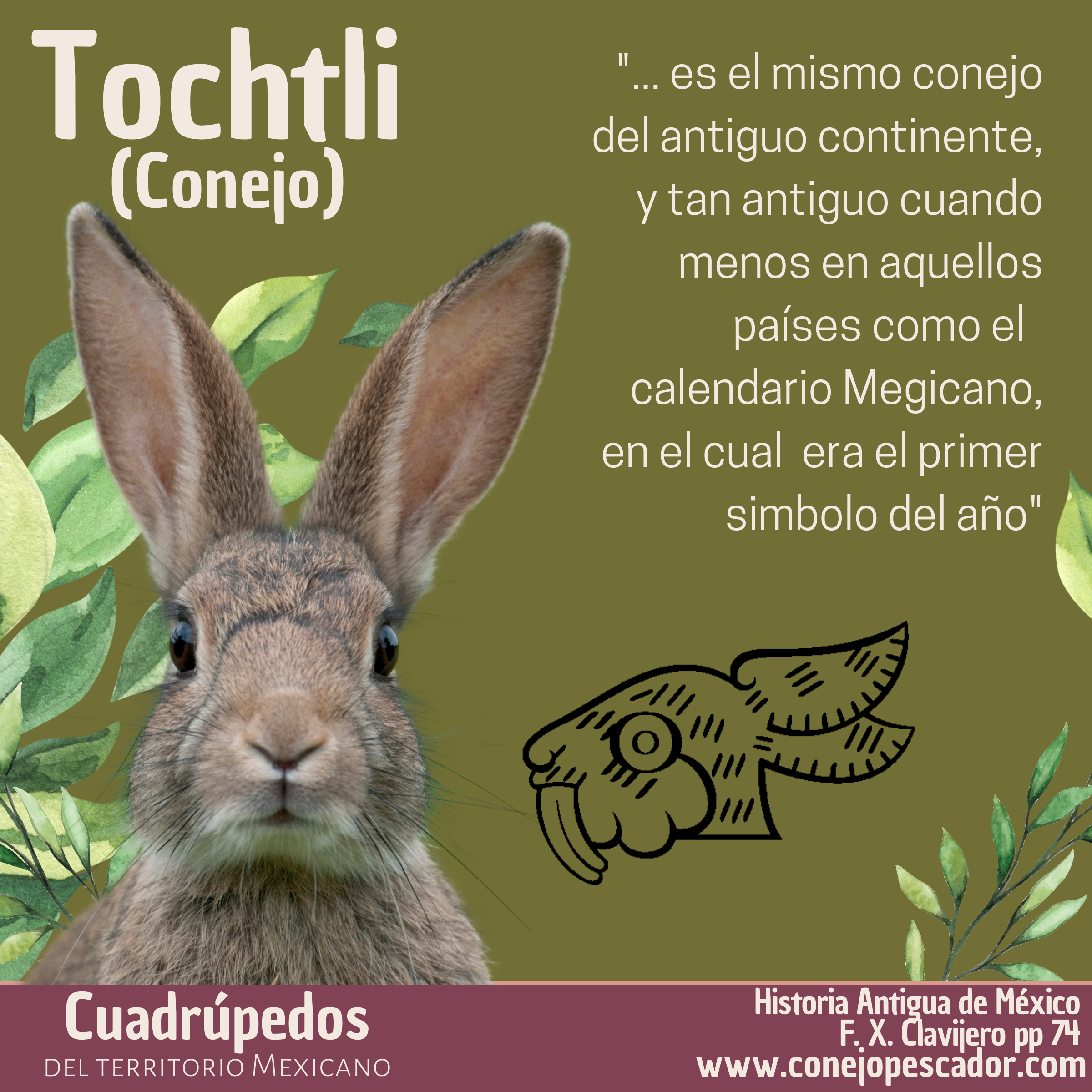 Imagen de un Tochtli o Conejo, acompañado de una cita del libro 'Historia antigua de México' de Francisco Xavier Clavijero. Texto de la cita: 'es el mismo conejo del antiguo continente'.