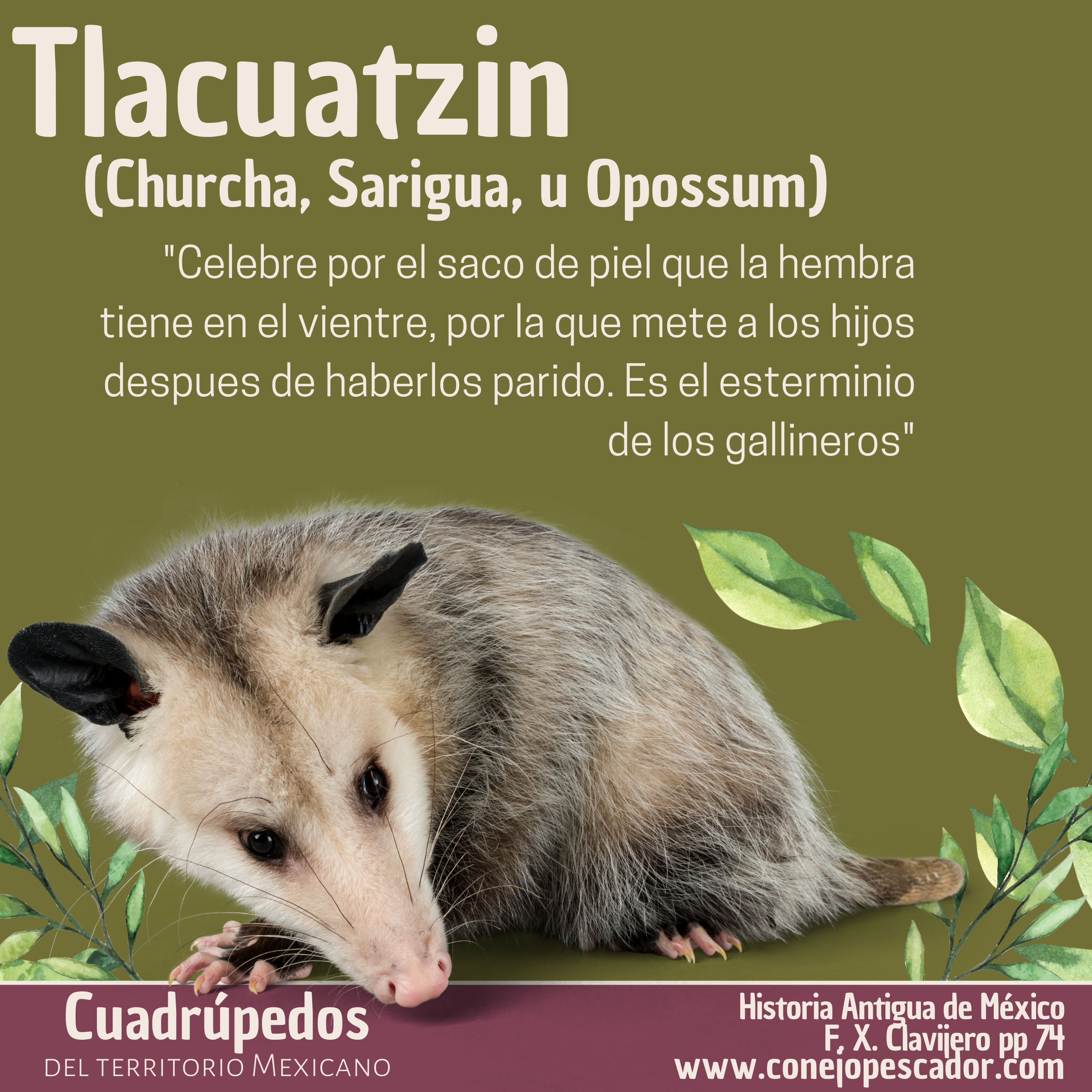 Imagen de un Tlacuatzin, tlacuache, churcha, sarigua u Opossum, acompañado de una cita del libro 'Historia antigua de México' de Francisco Xavier Clavijero. Texto de la cita: 'es el esterminio de los gallineros'.